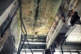 Professional Mold Remediation in Glenwood, MN